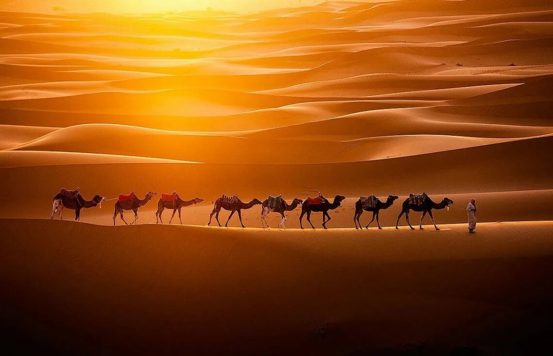 Едет караван. Верблюд Караван шелковый путь. Великий шелковый путь Караван. Sahara Camels группа. Пустыня сахара Караван верблюдов.