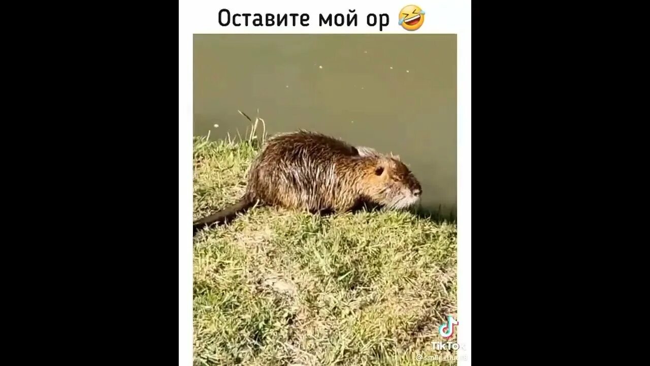 Bobr kurwa ja