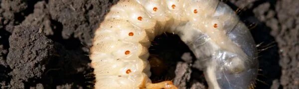 Картинка сонный червячок. Экология дождевых червей. Ползу до кровати. Червяки спят. Червяки спят.