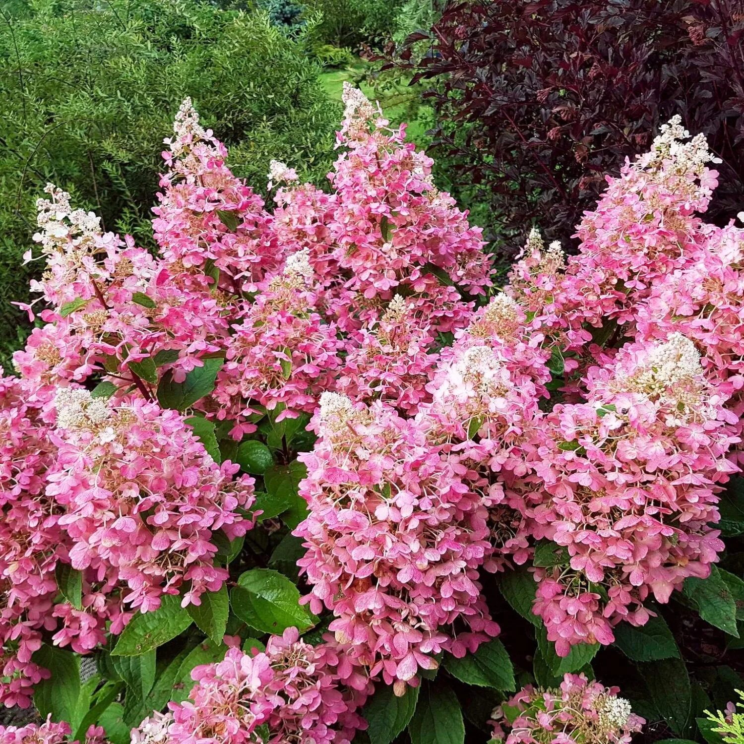 Гортензия метельчатая Пинк Леди: купить саженцы Hydrangea paniculata Pink Lady в