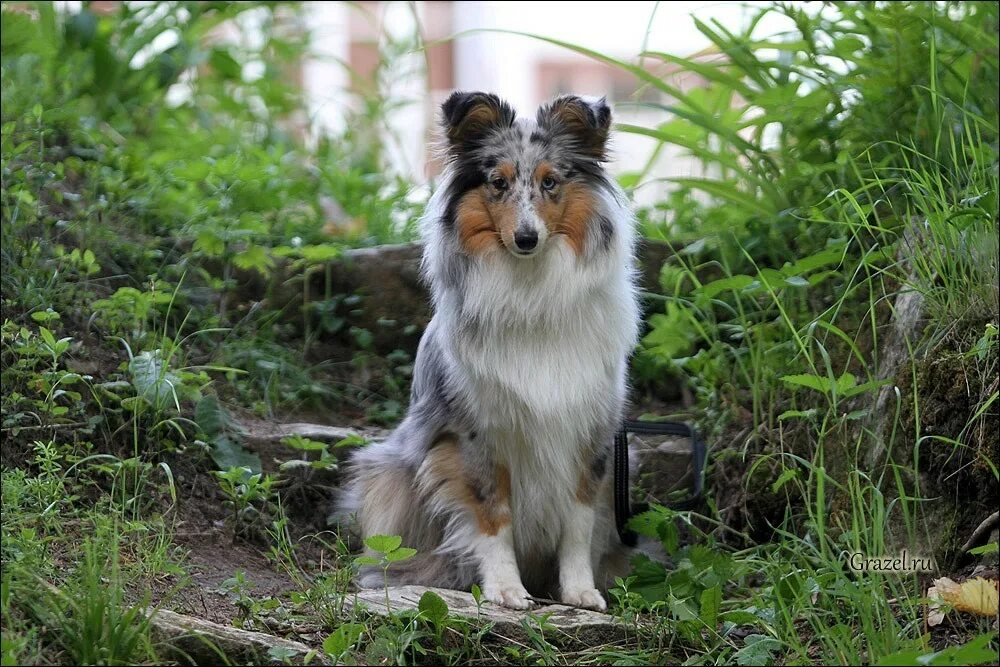 графское поместье питомник шелти