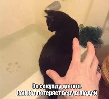 Смешные картинки с подписями