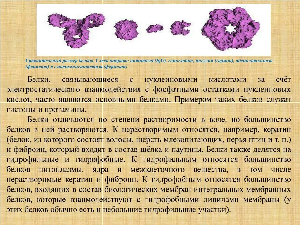 Ферменты белков примеры. Сравнительный размер белков. Гидрофильные и гидрофобные белки. Гидрофобные белки примеры. Гидрофильные белки примеры.