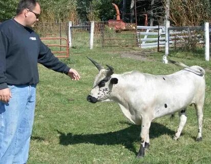Small cow