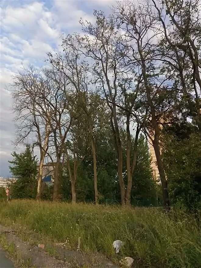 Долгоозерный парк. Мартыновский сквер озеро спб. Долгоозерный парк. Долгоозерный парк. Долгоозерный парк.