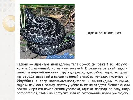 Сыворотка гадюки обыкновенной