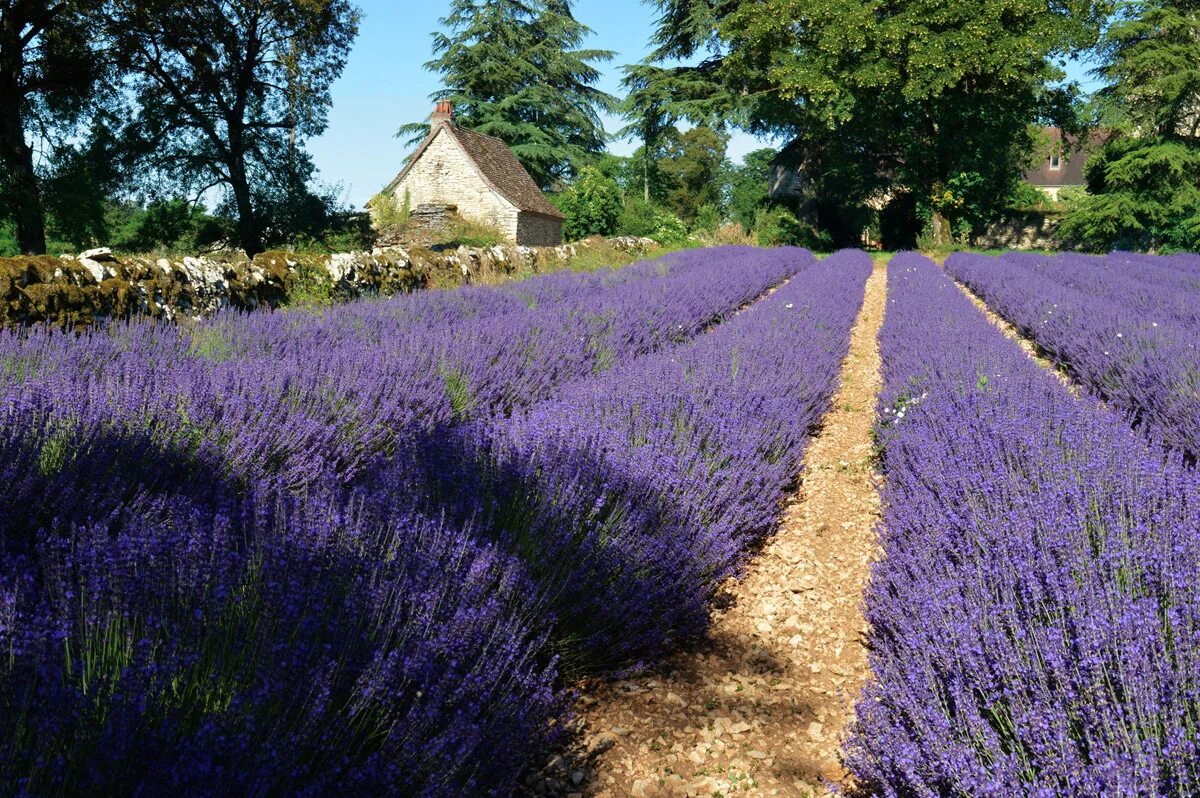 Champs de lavande фанфик. Champs de lavande фанфик. Кахетия лавандовые поля. Валенсоль франция лаванда и подсолнухи. Пейзаж с лавандовым полем фото.