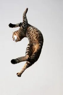 Кошачий прыжок