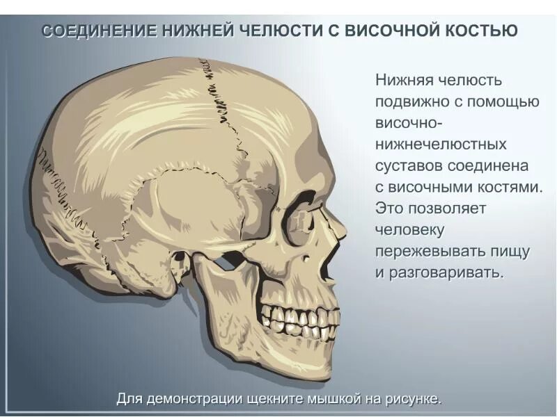 Тип соединения челюсти с костями черепа. Соединение нижнечелюстной и височных костей. Нижняя челюсть соединена с черепом. Височная и нижнечелюстная кости Тип соединения.