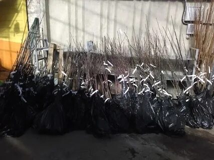 Саженцы в орле