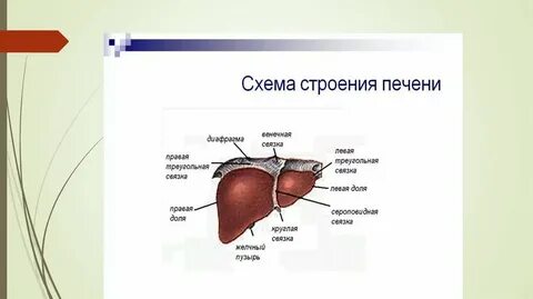 Ткани печени