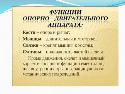 Роль опорно двигательного аппарата в физических упражнениях
