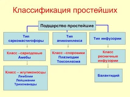 Таксономия простейших
