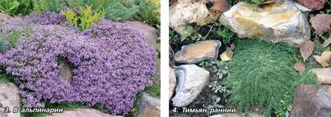 Тимьян обрезка