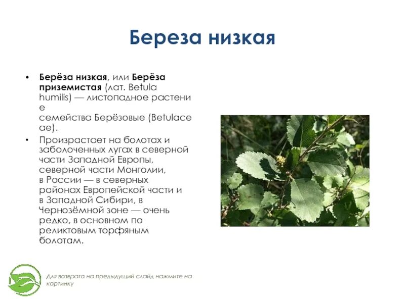 Береза низкая приземистая. Береза приземистая (лат. Betula humilis). Берёза приземистая информация. Береза приземистая