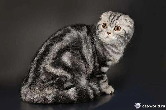 Шотландский вислоухий кот вес. Размеры взрослой шотландской кошки. Курдюк у скоттиш фолд. Вес шотландской кошки. Шотландская вислоухая кошка размеры.