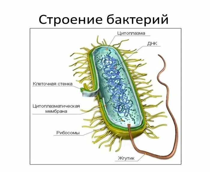 Бактерия прокариот строение. Прокариотическая клетка bacteria. Бактерия ботулизма строение. Нуклеоид строение. Строение клетки прокариот бактерии.