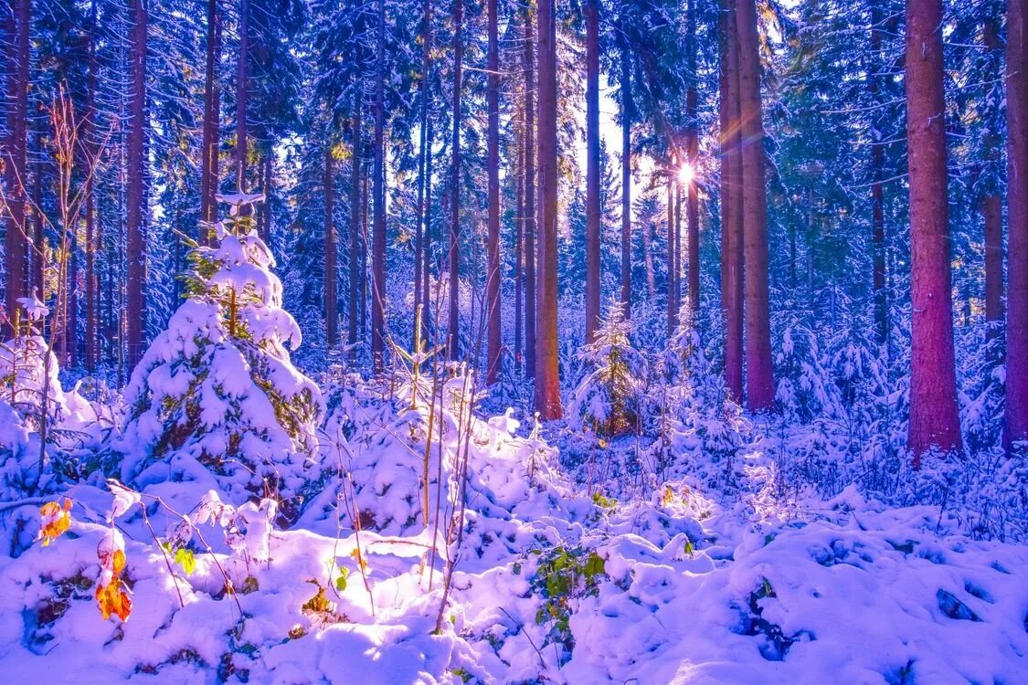 В лесу зимой можно. Заснеженный лес. Зимой в лесу. Зимний лес. В новогоднем лесу.