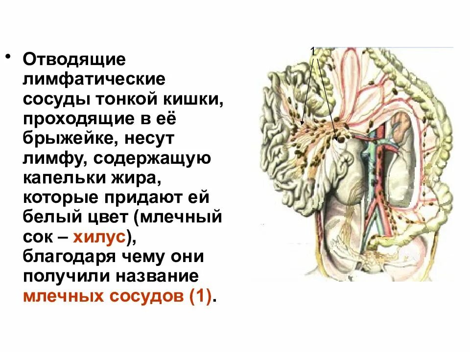 Лимфатические сосуды состоят. Лимфатическая система презентация. Лимфатические сосуды. Отводящие лимфатические сосуды. Сосуды лимфатической системы.