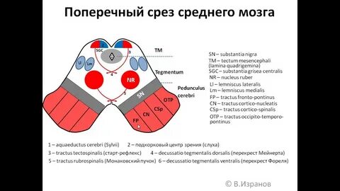 Перекрест мейнерта