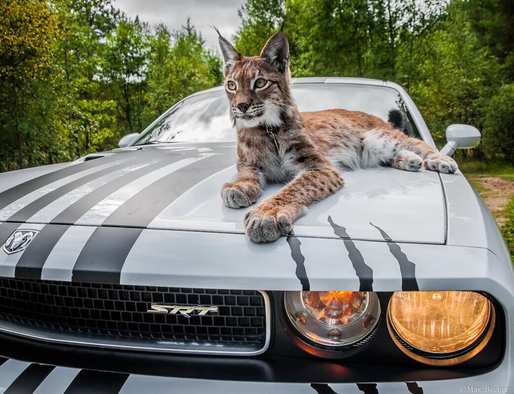 Коты ездят. Кот на капоте. Кот на капоте машины. Кот в автомобиле. Автомобиль с животным на капоте.