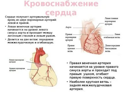 Коронарные сердечные артерии