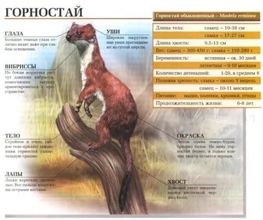Длина тела самки