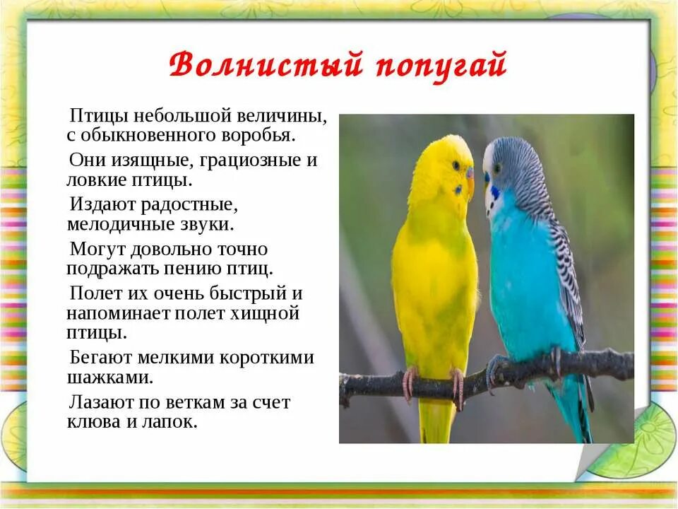 Звуки птиц виды. Рассказ о волнистом попугае. Волнистый попугай описание. Интересные факты о попугаях. Интиресние факти о попугая.