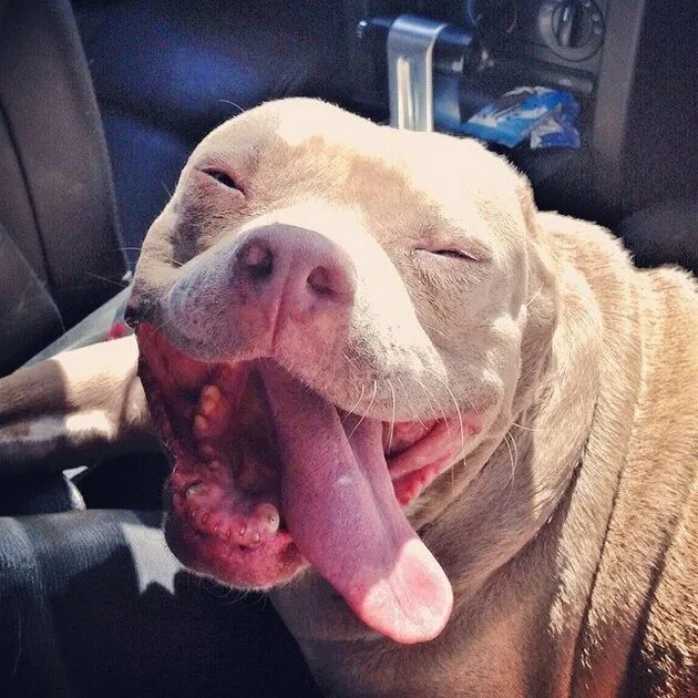 Питбуль зубы. Американский питбультерьер оскал. Стаффордширский бультерьер челюсть. Питбуль зубы. Питбуль зубы.
