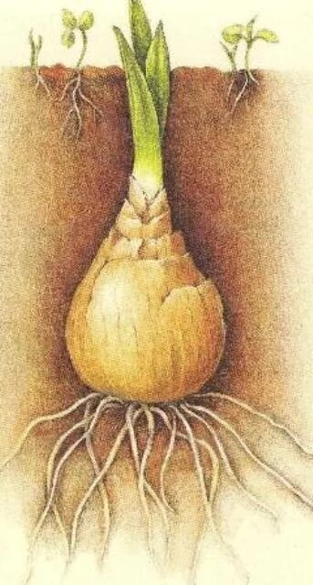 Тюльпан корневище. Корневище, корнеплод, клубнелуковица. Луковица тюльпана и корневище. Клематис луковица или корневище.