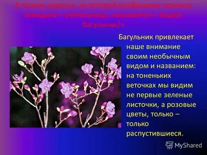 Багульник изложение презентация