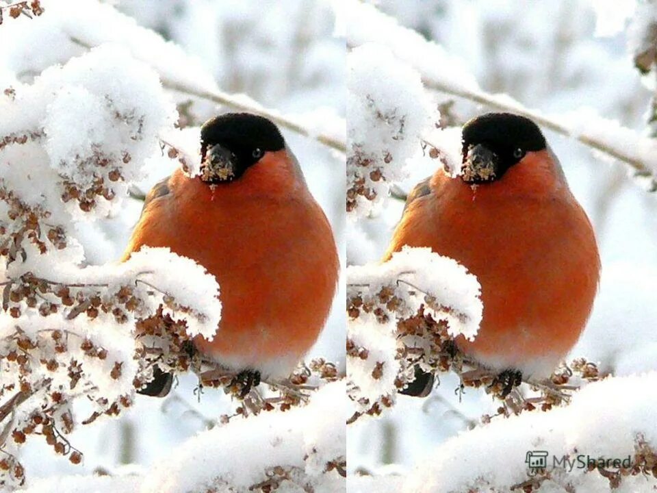 снегири в живописи. снегири как розовые яблоки. розовые яблоки на ветках снегири. стих как розовые яблоки на ветках снегири. снегири зимой.