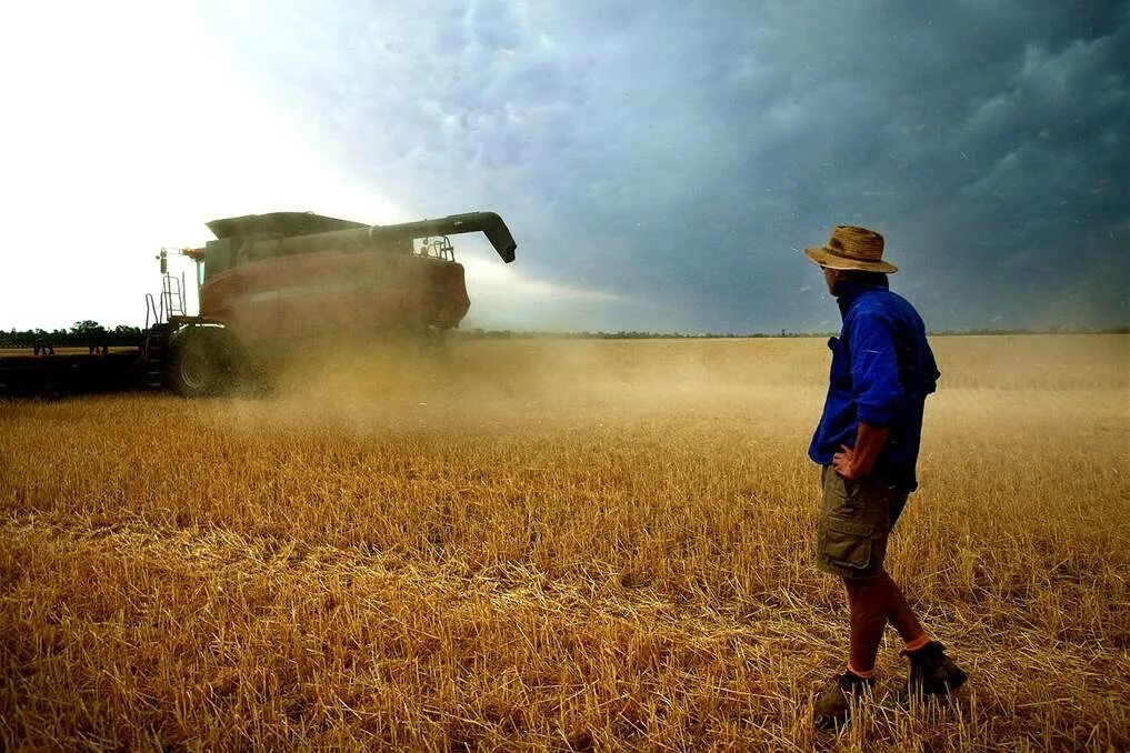 Пшеница в австралии. Пшеничный пояс австралии. Пшеница в июле. Пшеничный пояс австралии. Сельское хозяйство в австралии пшеница.