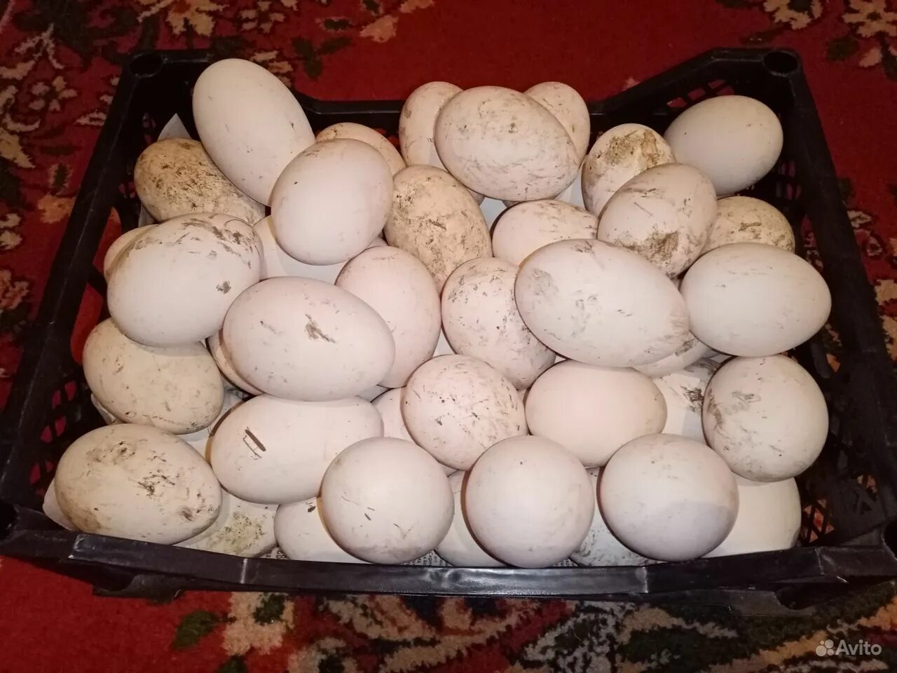 Гусиные яйца для инкубации купить. Гусиные яйца. Яйцо гусиное открытое. Инкубация гусиных яиц фото.