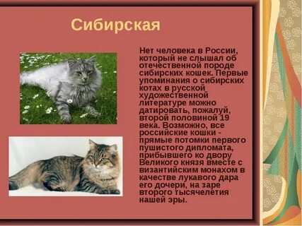Описание сибирской