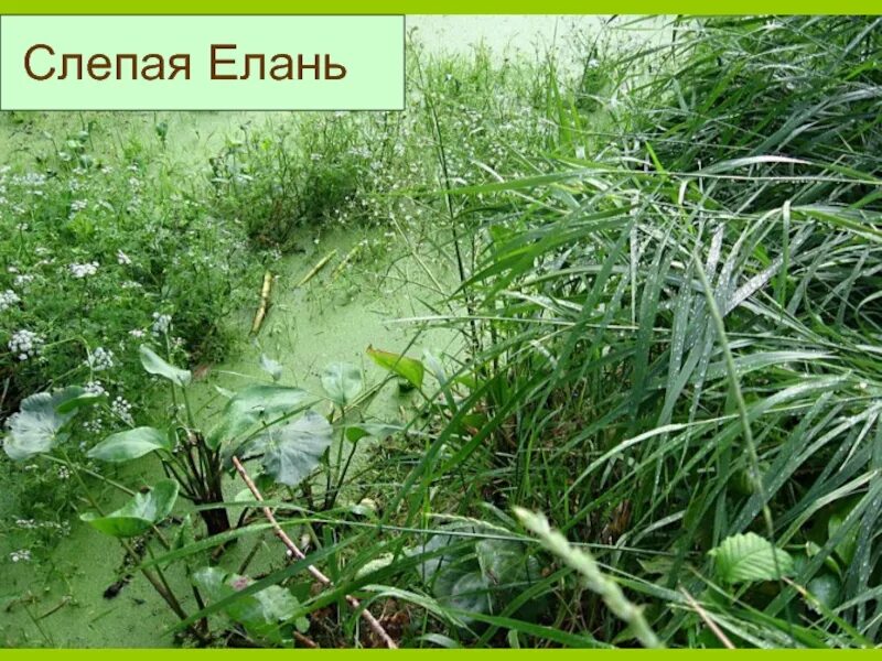 Болото телеграм. Болото слепая елань. болото слепая елань кладовая солнца. кладовая солнца слепая елань. трава белоус кладовая солнца.
