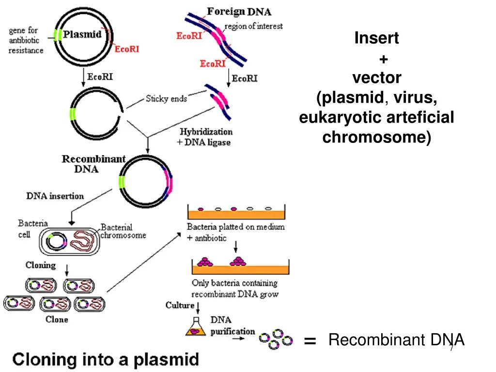 Клонирование плазмиды. Plasmid DNA. Клонирование ДНК биохимия. Плазмида ДНК. Получение рекомбинантной ДНК.