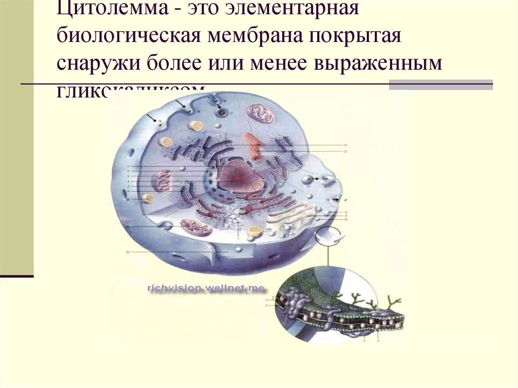 Цитолемма это. Цитолемма. Цитолемма гистология. Цитолемма элементарная. Элементарная клеточная мембрана цитолемма ядро клетки.