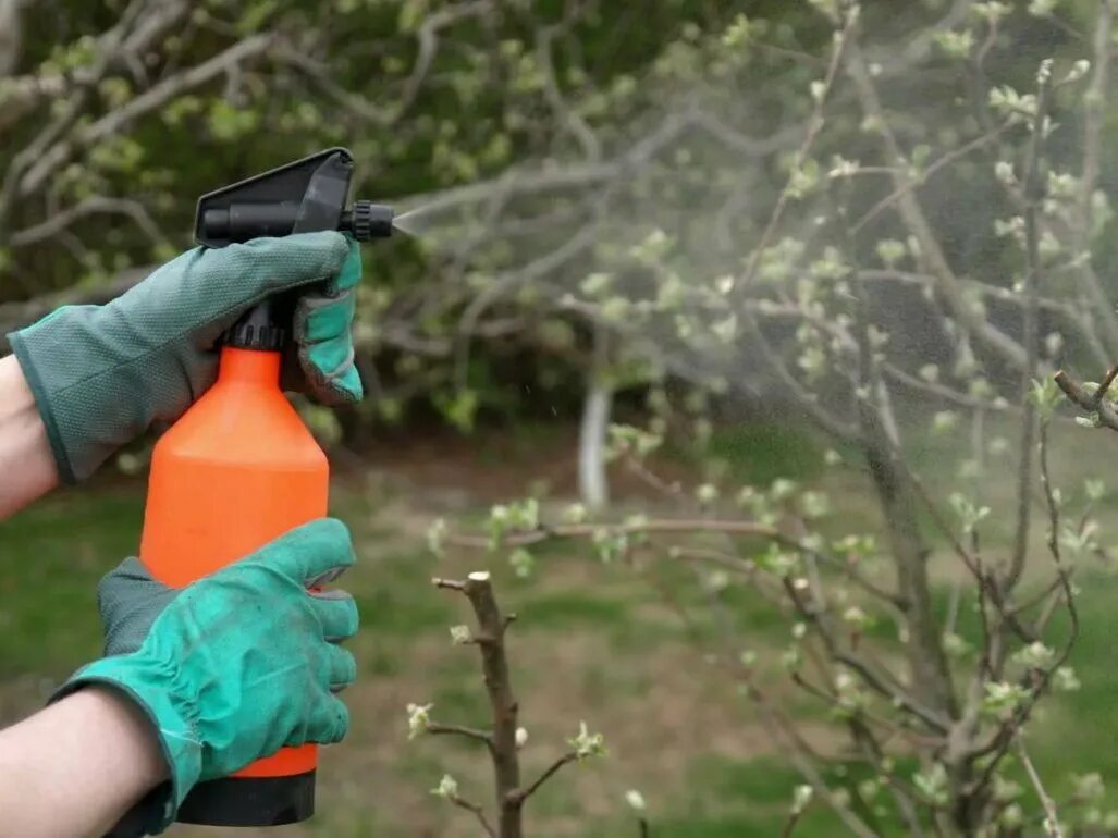 Опрыскивание деревьев. Весенняя обработка. Обработка сада. Весенняя обработка сада. Обработка деревьев и кустарников.