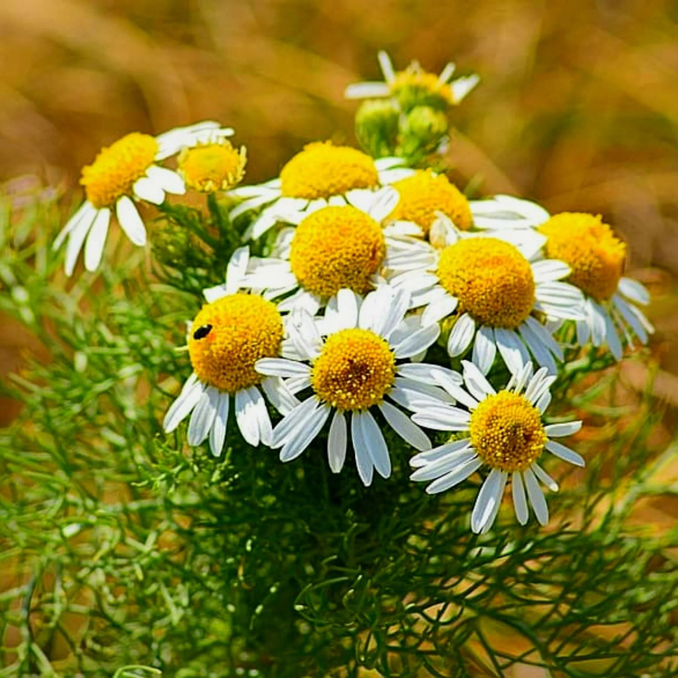 Chamomilla officinalis. Ромашки (matricaria recutita). Ромашка аптечная. Целебные травы ромашка. Цветок матрикария хамомилла.