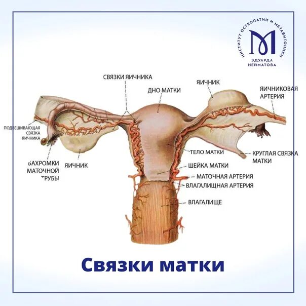 Трубы у женщин расположение ❗ Procedure of GISTERSALPINGOGRAPHIS (uterine tube x-ray) at VITA Medical Center
