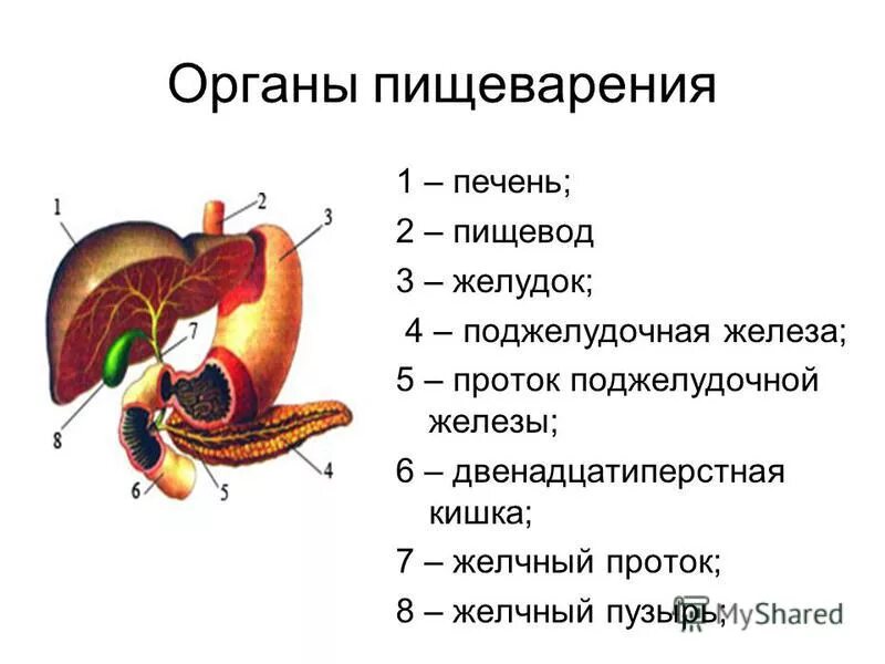 Функции печени и желчи