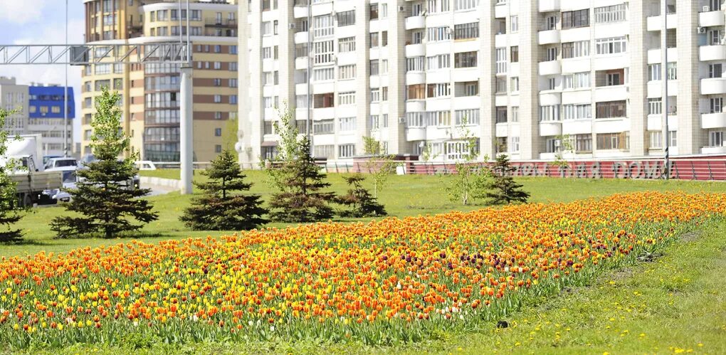 Цвет города омск. Клумбы города омска. Клумба омск. Растения парк влксм омск. Клумба омск цветы.