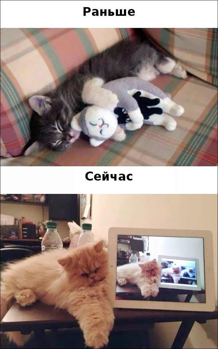Кот изменит жизнь. Коты раньше. кошки раньше и сейчас. коты раньше и сейчас мем. котики с гаджетами.