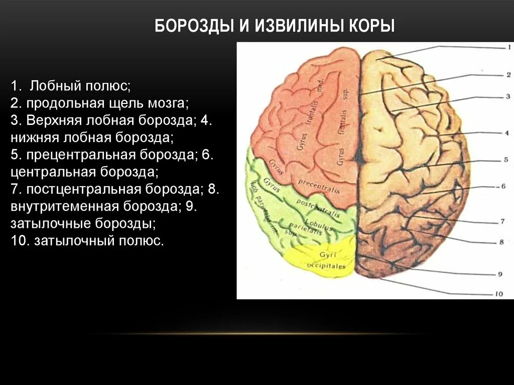 Значение извилин головного мозга