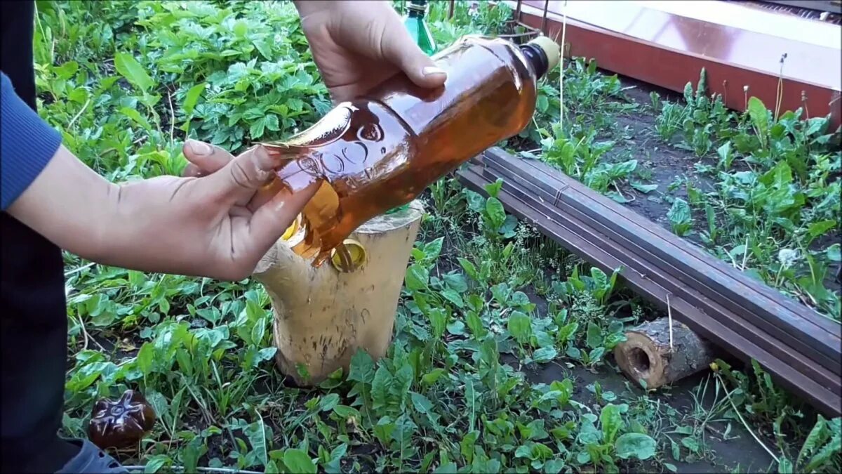Как изготовляют бутылки. Коричневые бутылки на даче. пальма первенства из пэт бутылок. пугало из пэт бутылок. цикада из пэт бутылки.