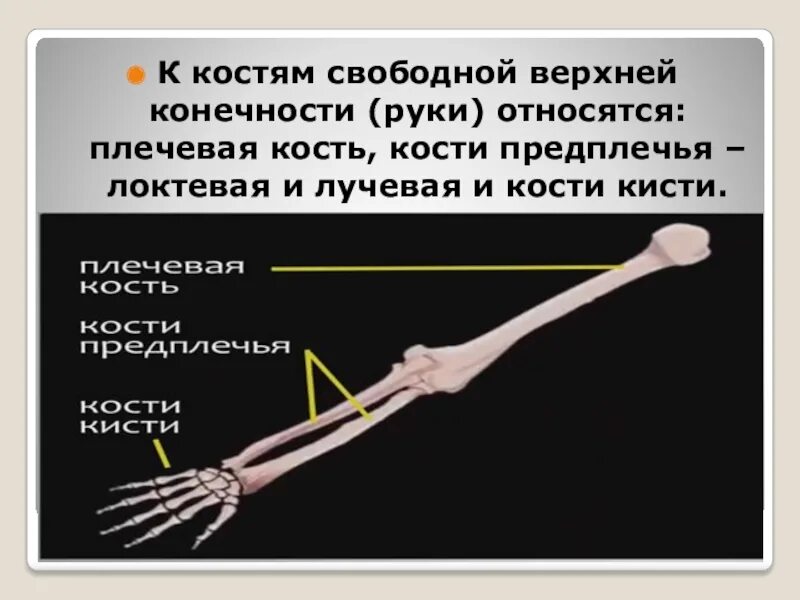 Функции костей конечностей. Косим свободной верхней конечности. Кости свободной верхней конечности. К костям свободной верхней конечности относятся. Скелет свободной верхней конечности плечевая кость.