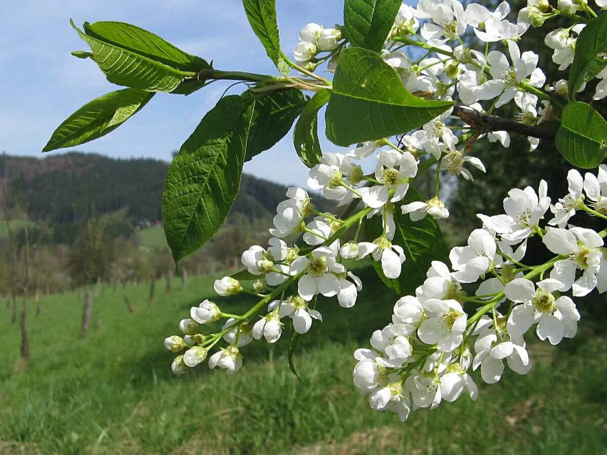 Черемуха латынь. Черемуха Prunus Padus. Черёмуха обыкновенная Padus avium. Черемуха обыкновенная Prúnus pádus. Padus avium Mill. – Черемуха обыкновенная.