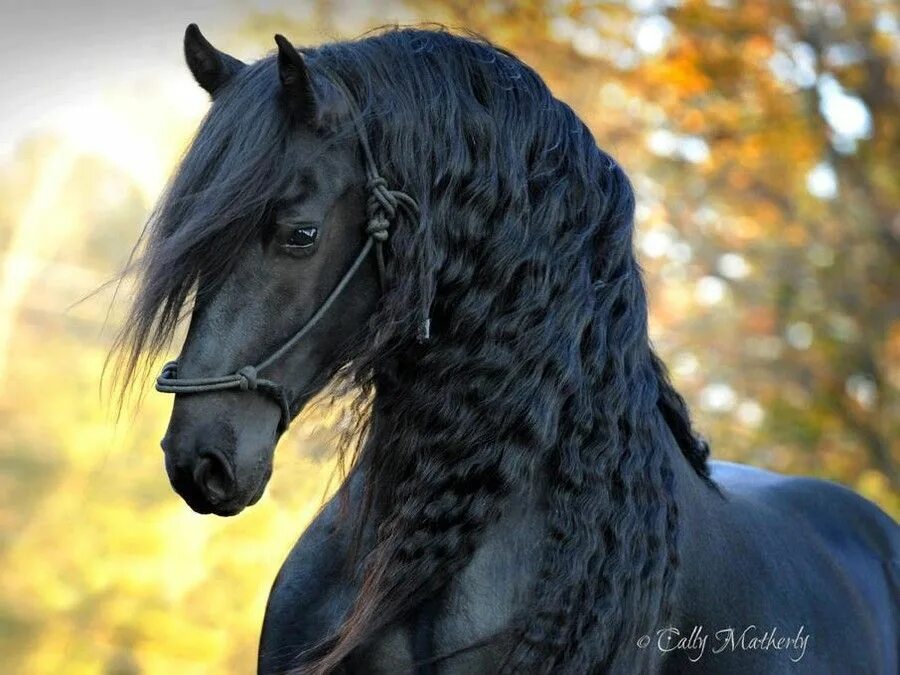 лошадь с воином на дыбах - Поиск в Google Horses, Friesian horse, Horse breeds
