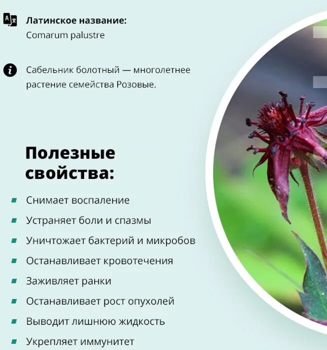 Сабельник декоп. Сабельник болотный. Артрофит с сабельником. Сабельник мазь для суставов. Сабельник.